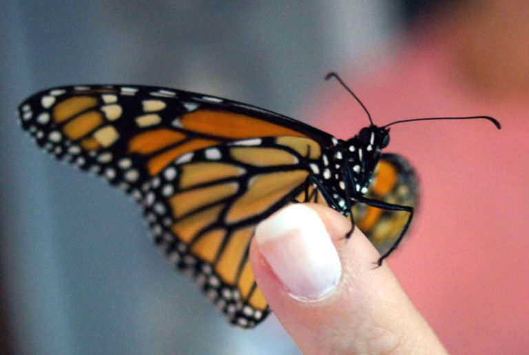 butterfly garden diy