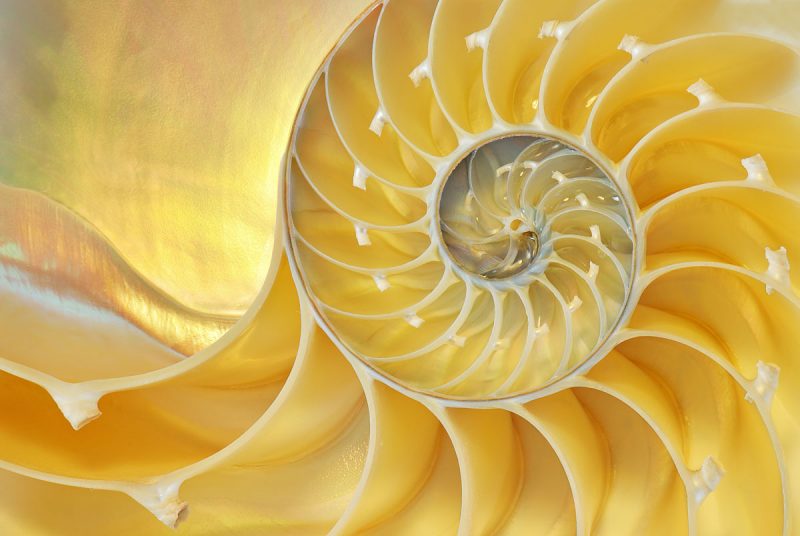 golden spiral