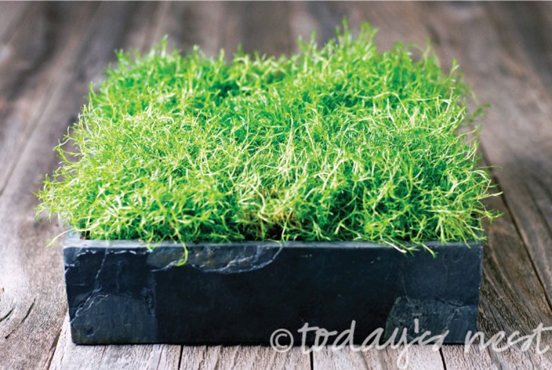 moss-planter-lead