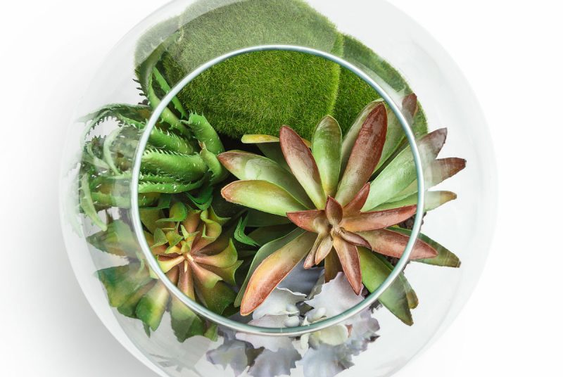 terrarium basics