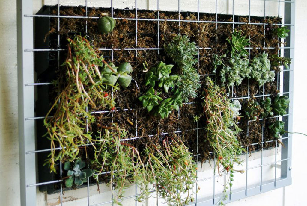 succulent vertical wall garden diy